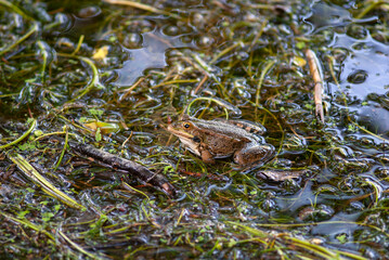Frog resting in his pond