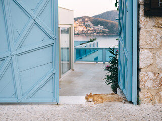 Surprised cat looking at camera lying on beautiful resort background