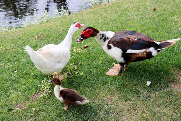 Naklejka na ściany i meble Mother and father duck with duckling walk in the green park. Duckling with mom and dad. Duck family.