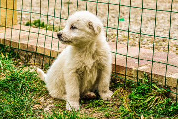 Cucciolo