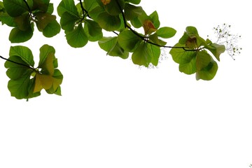 Golden teak tree leaves with branches on white isolated background for green foliage backdrop and copy space