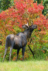Young male moose eating maple leaves in fall