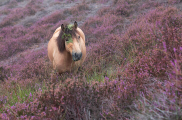 pale horse with fenr on hear on heathland