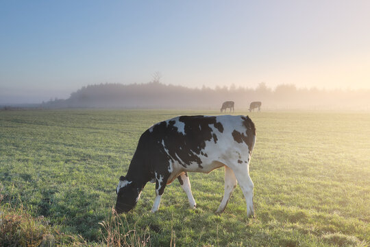 milk cows grazing on foggy pasture