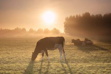 cows grazing on misty pasture at sunrise - obrazy, fototapety, plakaty