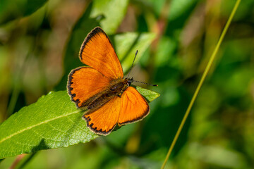 Fototapeta na wymiar Close up of a Scarce copper butterfly sitting on a green leaf