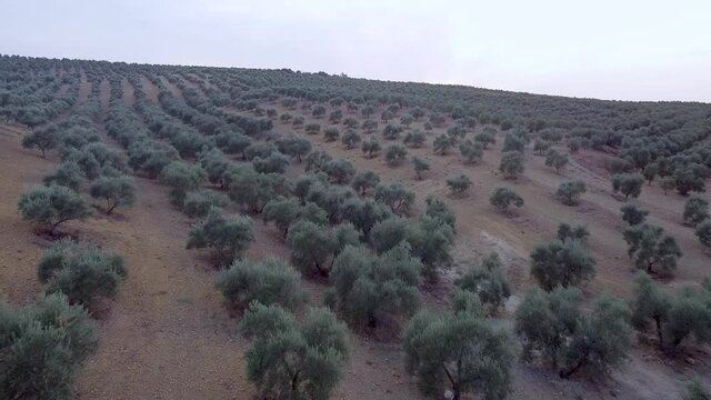 Olivos al atardedecera en Puente Genil al sur de Espa&ntilde;a