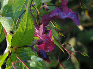 pink flowers ,, snapdragon ,, in September in the meadow