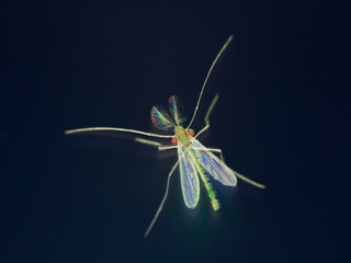Colorful small midge macro