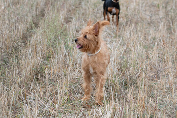 un perro marrón juega en el campo