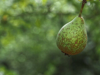 Pear hanging on a pear tree