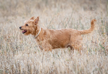 un perro marrón esta cansado de correr por el campo