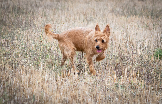 perro marrón levanta la pata en el campo