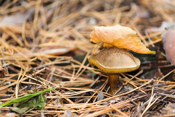 Mushrooms in the forest. Mushrooms in autumn forest scene.