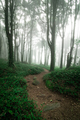 Sinuous path in the foggy forest.