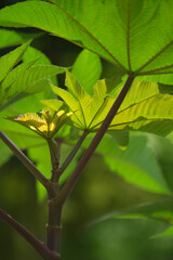 Beautiful green leaves of chestnut close-up. Natural background, texture.