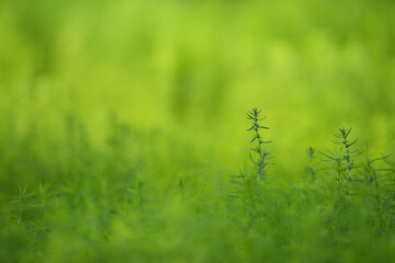  Natural green background texture Kochia. Selective soft focus, blurred background.