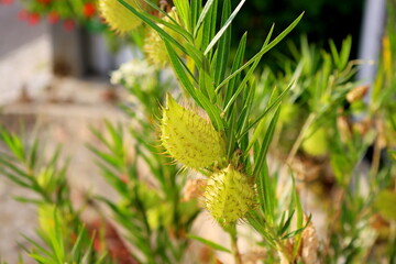 Image of the seed head of a Balloon or Gomphocarpus Physocarpus plant. Gomphocarpus Physocarpus on a green blurred background.