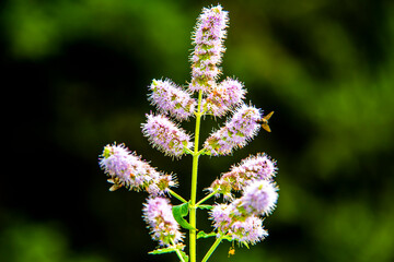 Mentha Longifolia one © Alvise