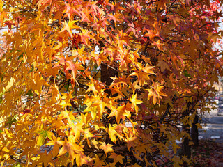 Paisaje otoñal con hojas de colores amarillos y rojos. Llinars del Valles, otoño 2019
