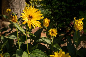 Yellow Helianthus flower blooms