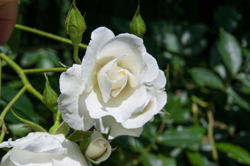 Rosa chinensis the China or Bengal rose