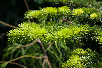 eastern or canadian hemlock Tsuga canadensis