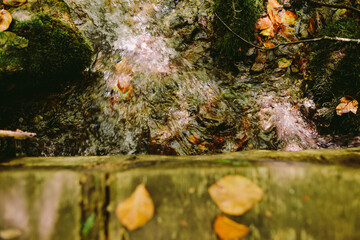 autumn leaves on wooden background. Golden fall leaves close up. seasonal foliage autumn colours.