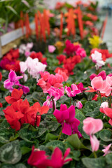 Fototapeta na wymiar Cyclamen with red flowers. Vertical photo flower shop. A perennial houseplant in a flower pot for sale.