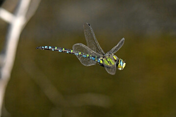 Blue hawker / Blaugrüne Mosaikjungfer (Aeshna cyanea) 