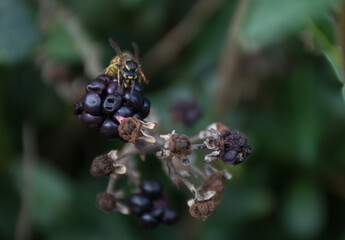 Wasp eating blackberries in the autumn on a sunny day. 