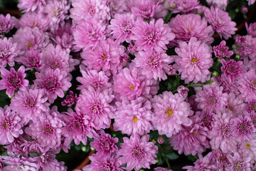 Floral background with chrysanthemum blossom. Pink delicate chrysanthemum flowers