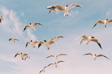 Sunny flying