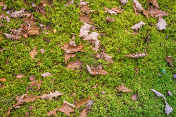 leaves yellowed in autumn on green grass/leaves yellowed in autumn on green grass. Top view