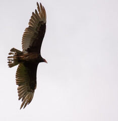 turkey vulture missing feathers