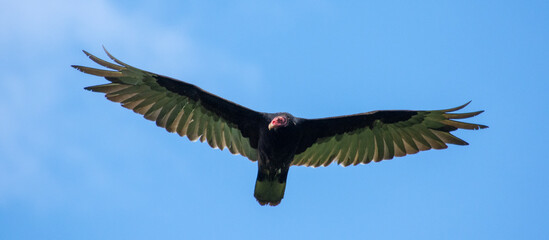 Turkey Vulture in Flight