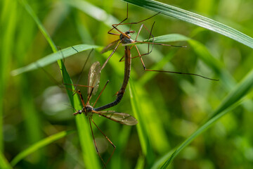Close up of two crane flies mating