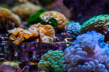 Scene of amazing colorful saltwater coral reef aquarium