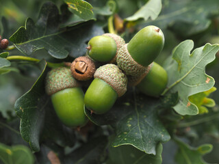 Acorns hanging on an acorn tree in fall
