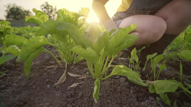 A woman is cultivating beets on a plantation. A farmer in a straw hat and denim clothes tends to plants in his vegetable garden. Farmer's hands in gloves plant seedlings in the ground. Bright sunlight