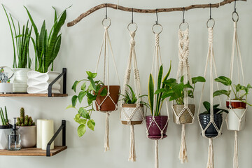 Six handmade cotton macrame plant hangers are hanging from a wood branch. The macrame have pots and plants inside them. There are decorations and shelves on the side with an egg chair and a table. - obrazy, fototapety, plakaty