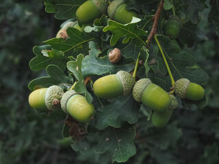 Acorns hanging on an acorn tree in fall