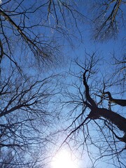 An skyward photo in a forest late in the year, where leaves have fallen off of the trees already.