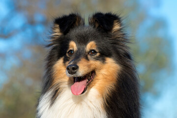 Black white with sable tan shetland sheepdog, sheltie outdoors in the field with blue sky...