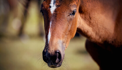 Muzzle of a red colt close-up.