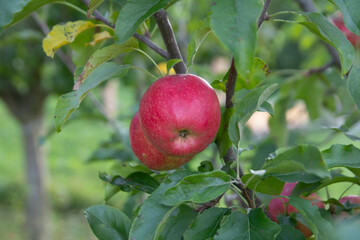 red apple in the orchard