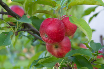 closeup of red apples growing on tree