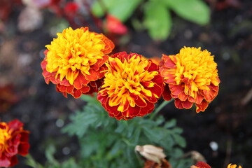 Autumn colors, flowers in the city Park.