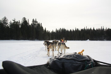 Naklejka premium Husky of dog sledding in Laurentides, Kanatha Aki resort, Val-des-Lacs, Quebec, Canada