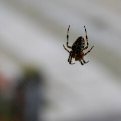Foto macro di un ragno nella sua ragnatela.